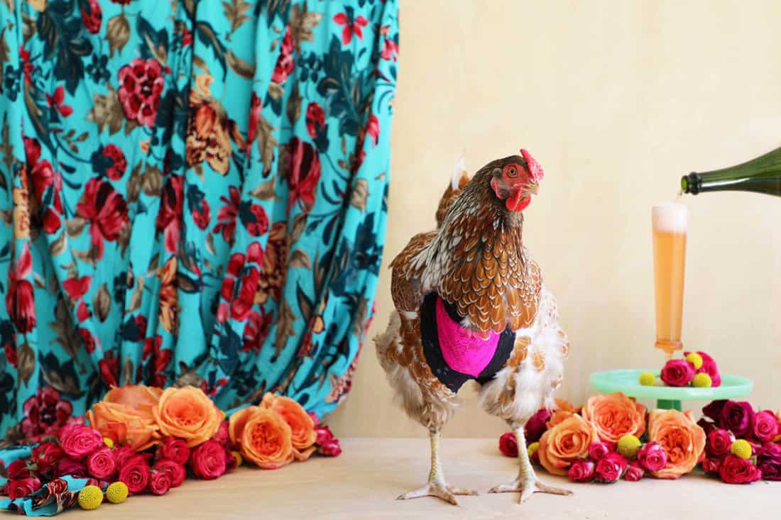10 DIY Chicken Diaper Ideas