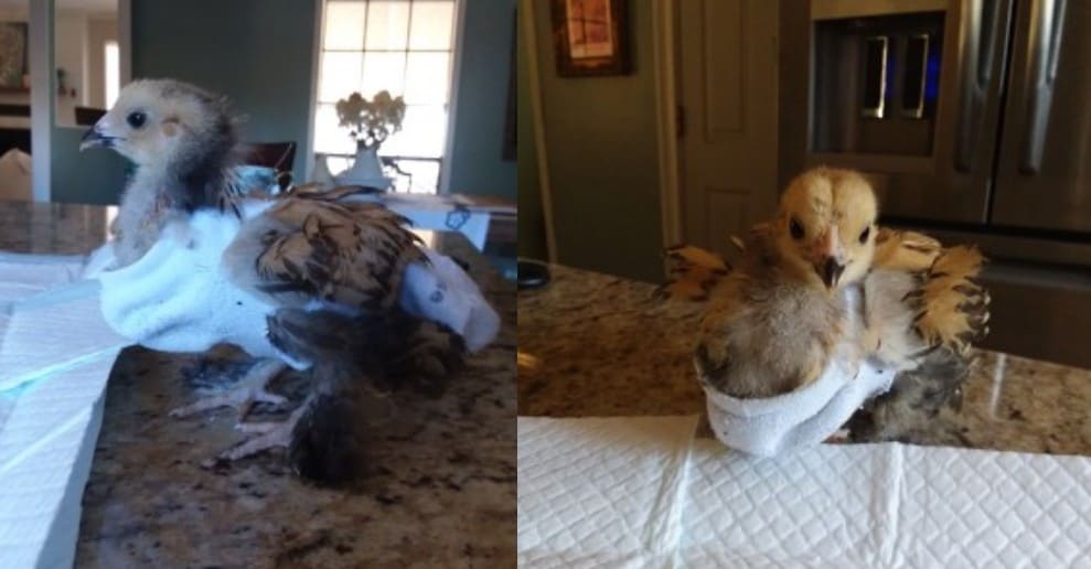 10 DIY Chicken Diaper Ideas