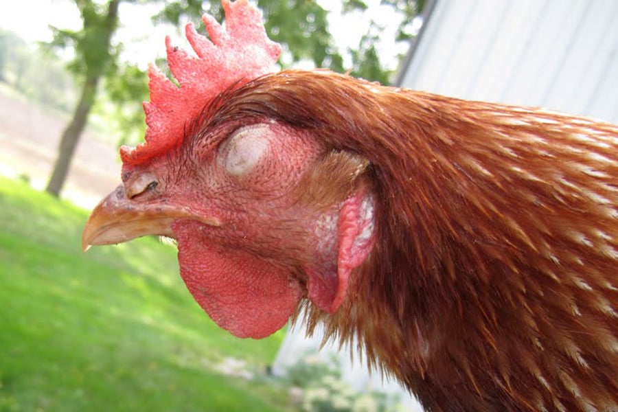 Chicken Sneezing Identify, Causes, Treatment & Prevention