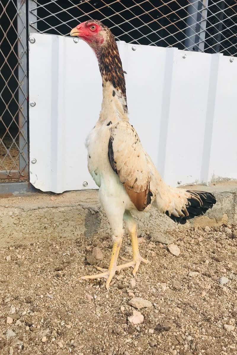 7 Best Fighting Chicken Breeds (With Pictures)