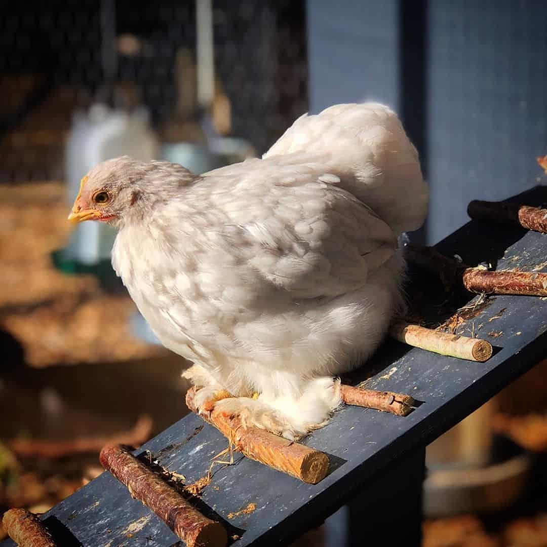 Pekin Chicken Eggs, Temperament, Size and Raising Tips