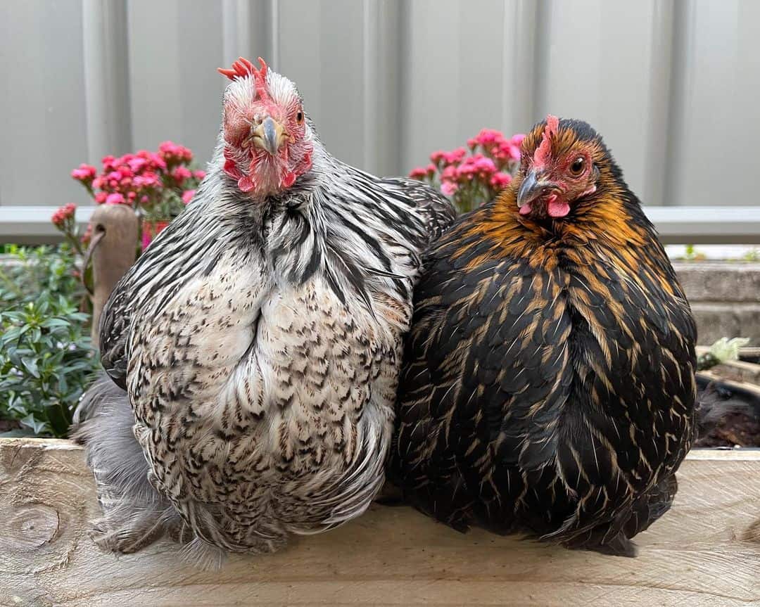 Pekin Chicken Eggs, Temperament, Size and Raising Tips