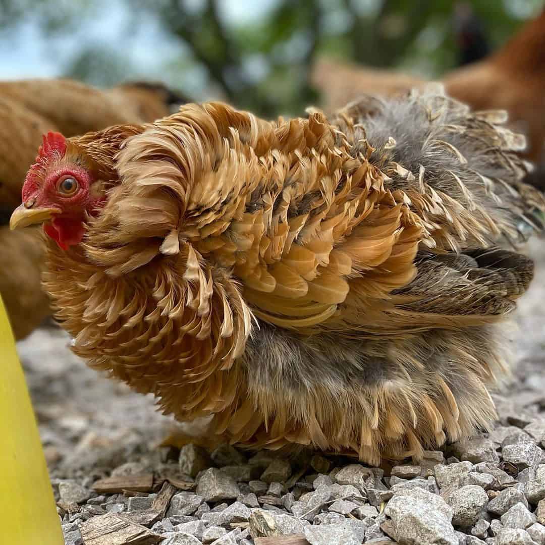 Pekin Chicken Eggs, Temperament, Size and Raising Tips