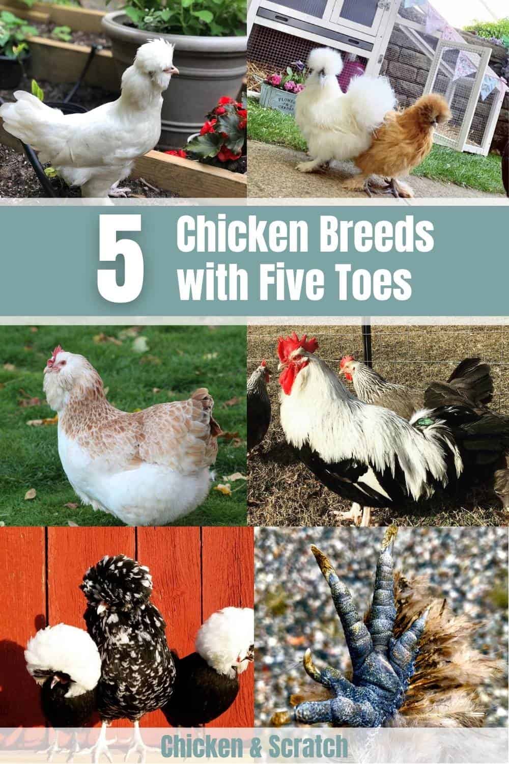 Top 5 Chicken Breeds with Five Toes (with Pictures)