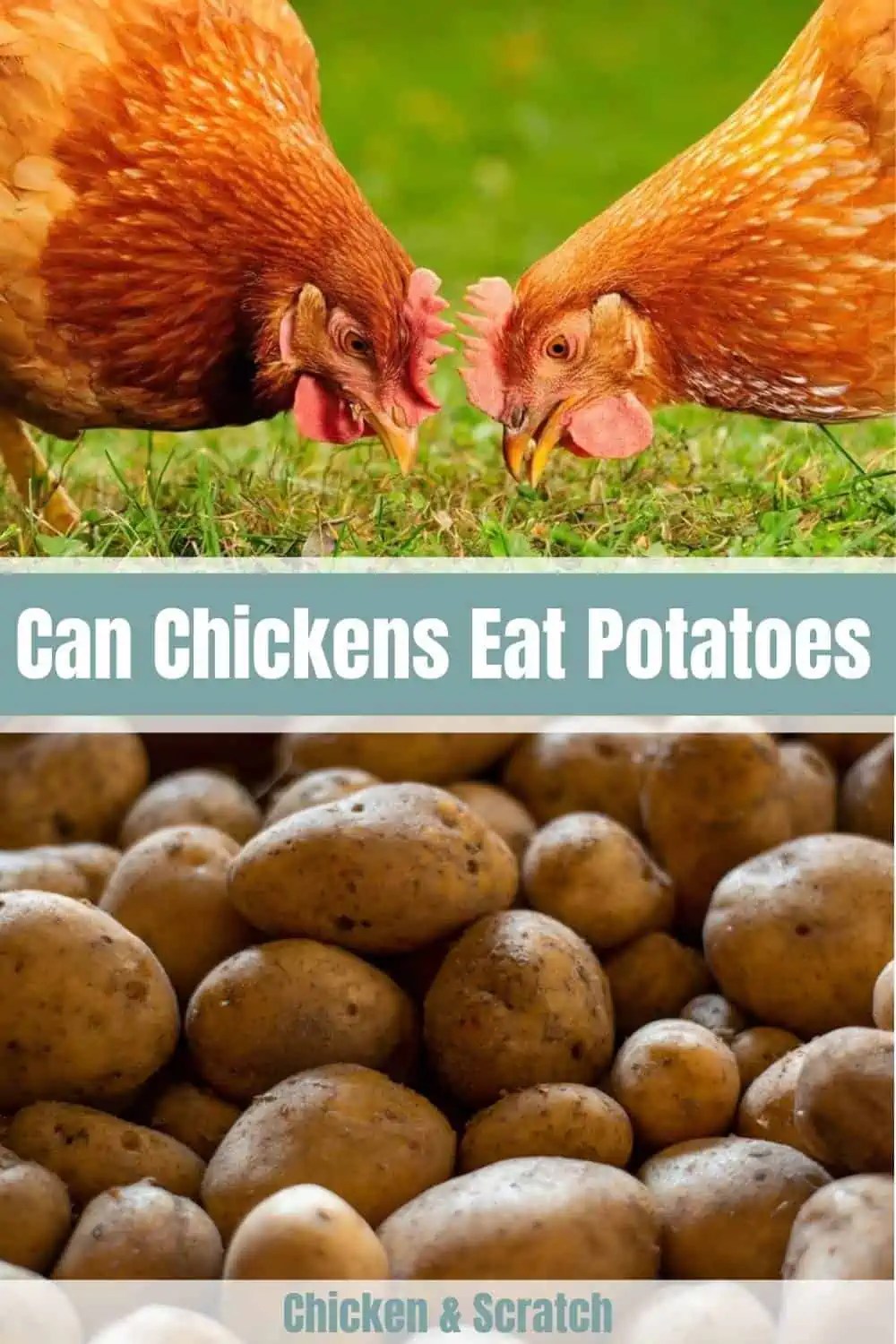 Can Chickens Eat Potatoes? (Nutrition, Advantage, Feeding Tips)