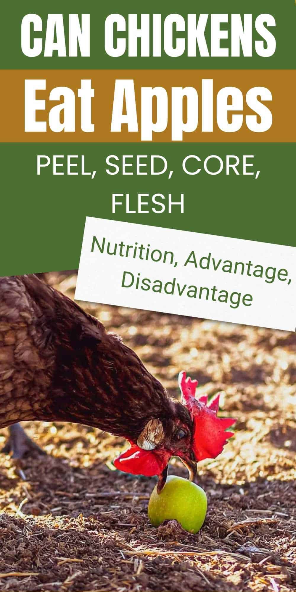 Can Chickens Eat Apples? (Peel, Seed, Core, Flesh)