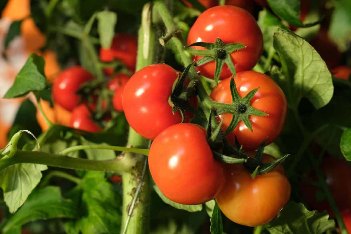 Can Chickens Eat Tomatoes? (Healthy Treat or Hidden Danger)