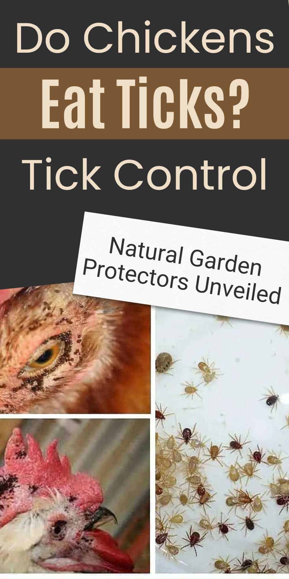 Do Chickens Eat Ticks? Tick Control