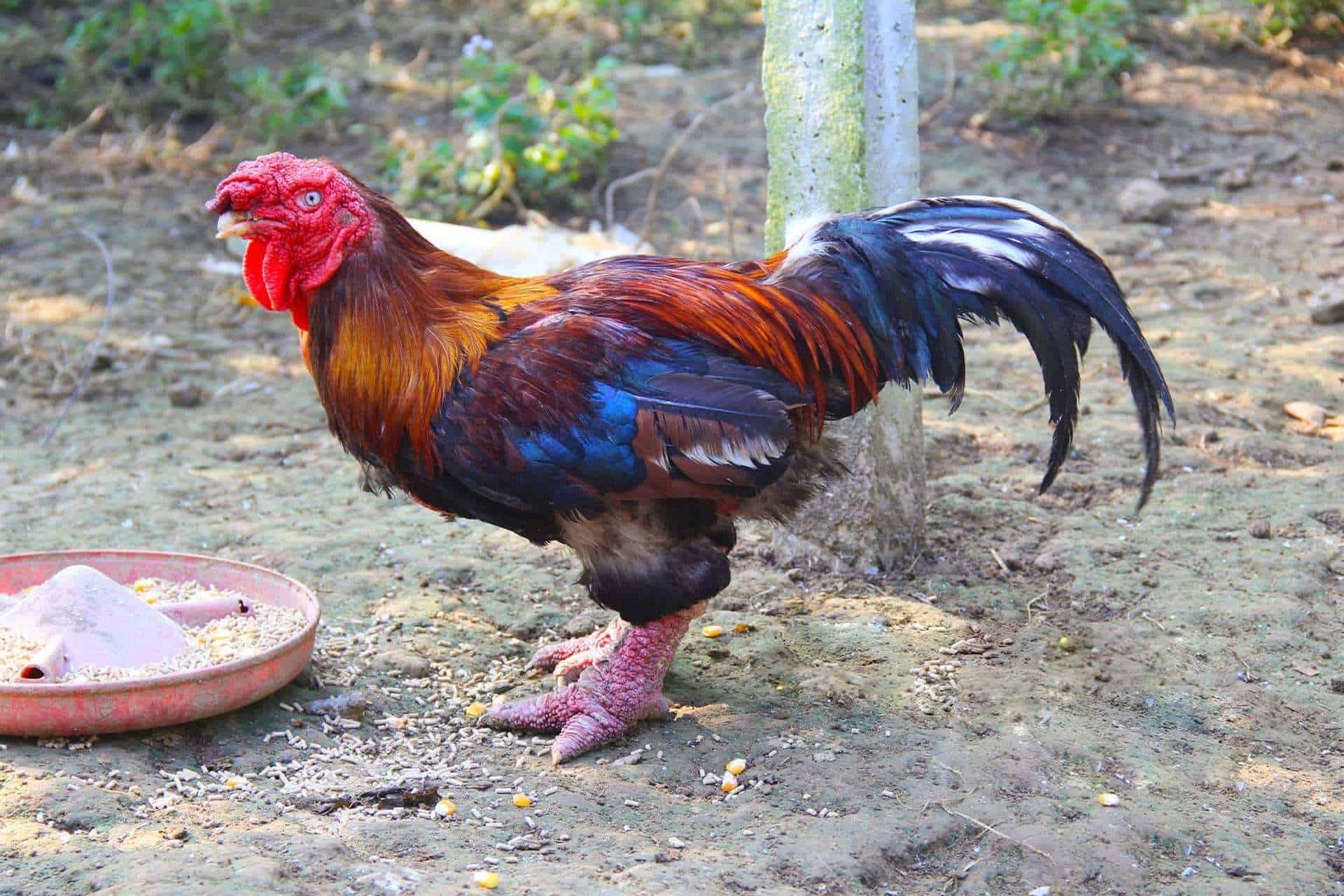 Top 10 Weird Chicken Breeds (with Pictures)
