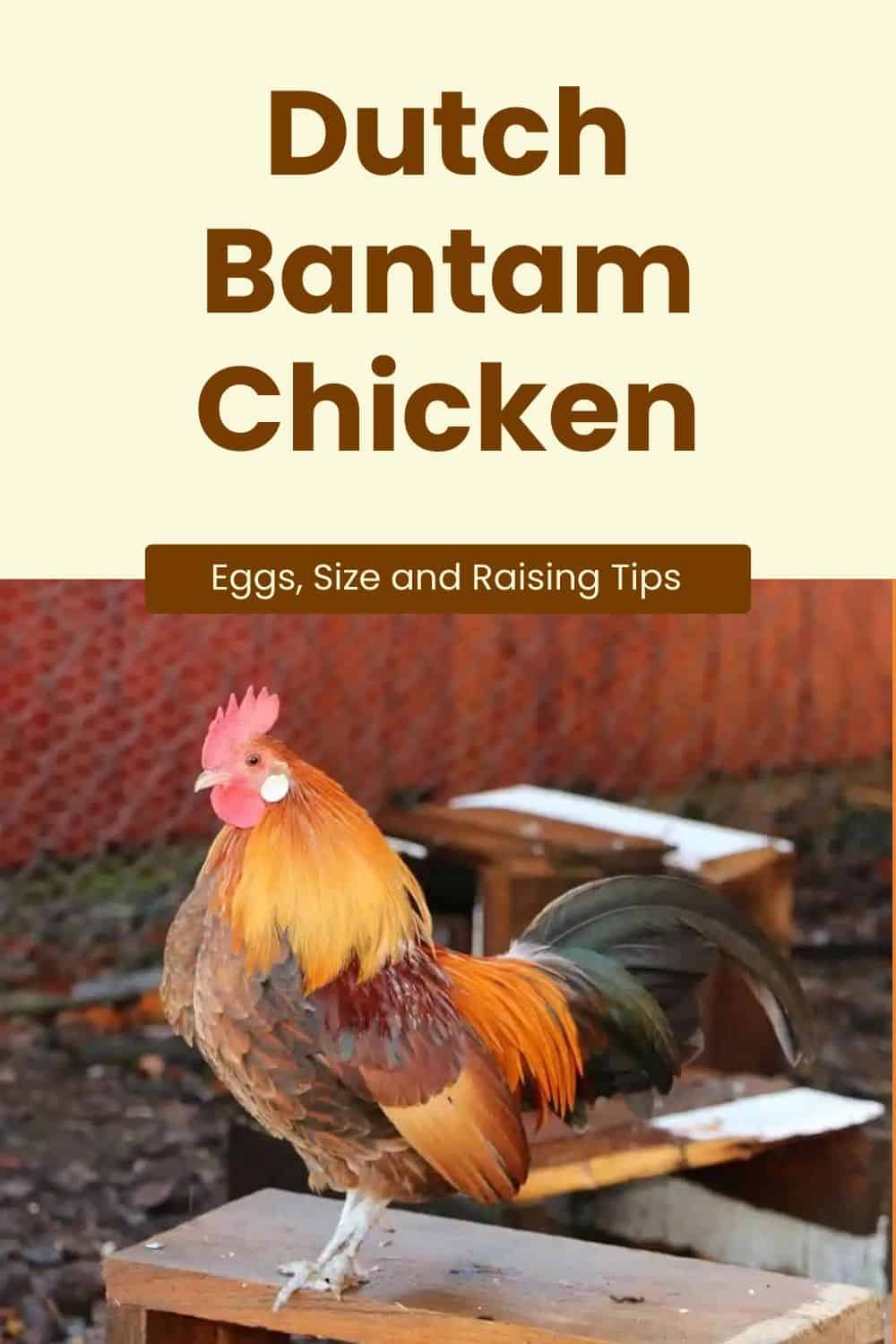 Dutch Bantam Chicken Eggs, Temperament, Size & Raising Tips