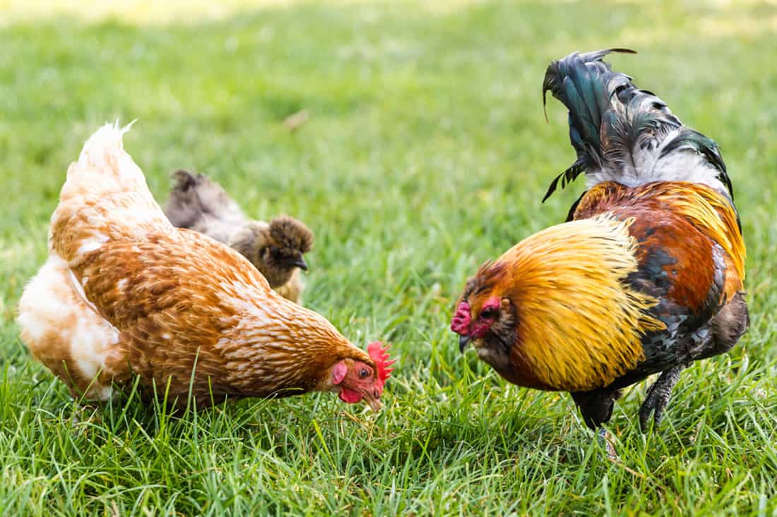 Can Chickens Eat Avocados Peels, Meat, and Seed