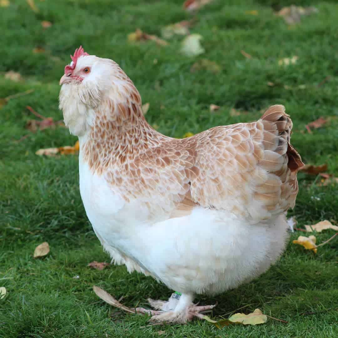 Top 5 Chicken Breeds with Five Toes (with Pictures)
