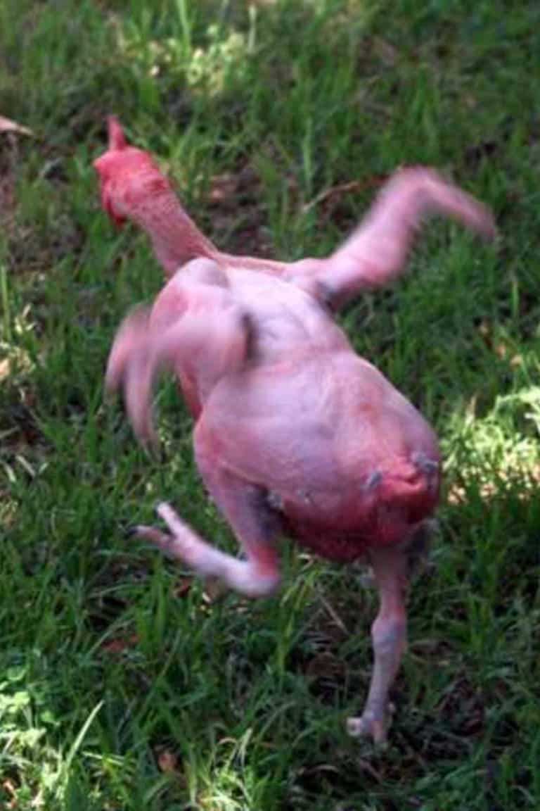 Top 10 Weird Chicken Breeds (with Pictures)