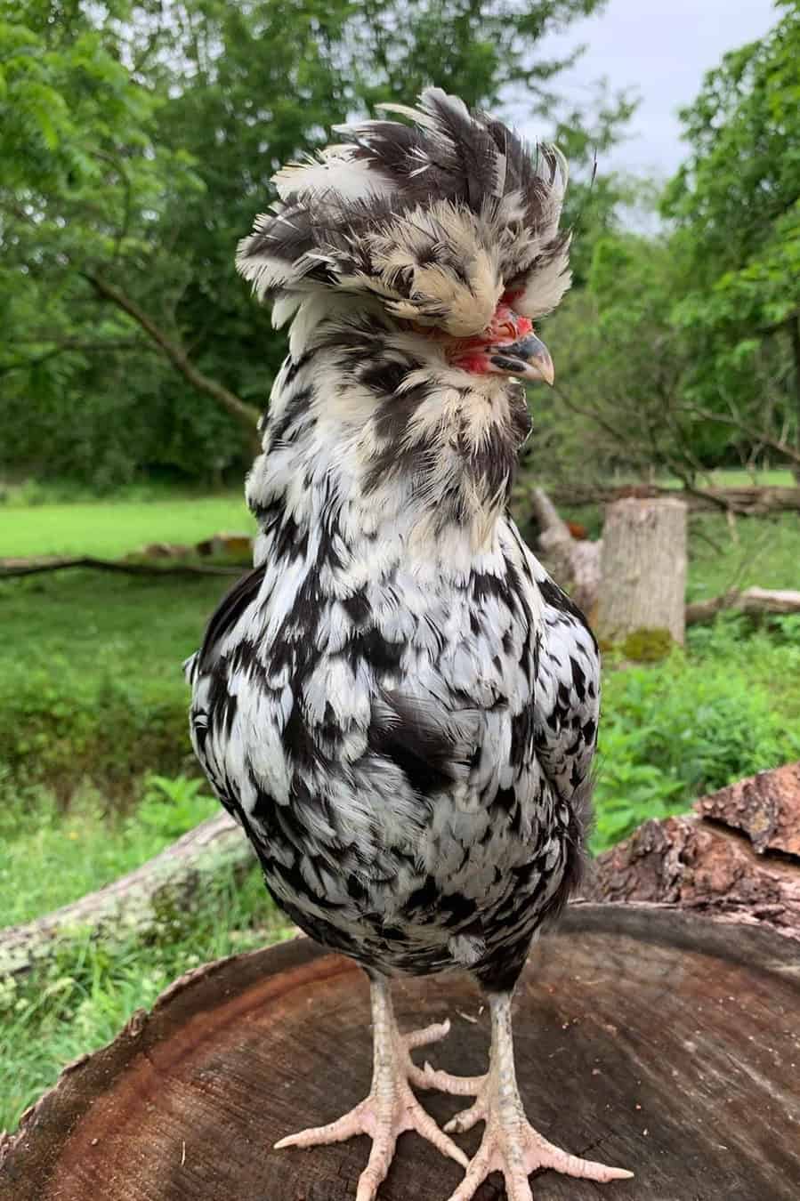 21+ Chickens With Long Hair MaxumusSully