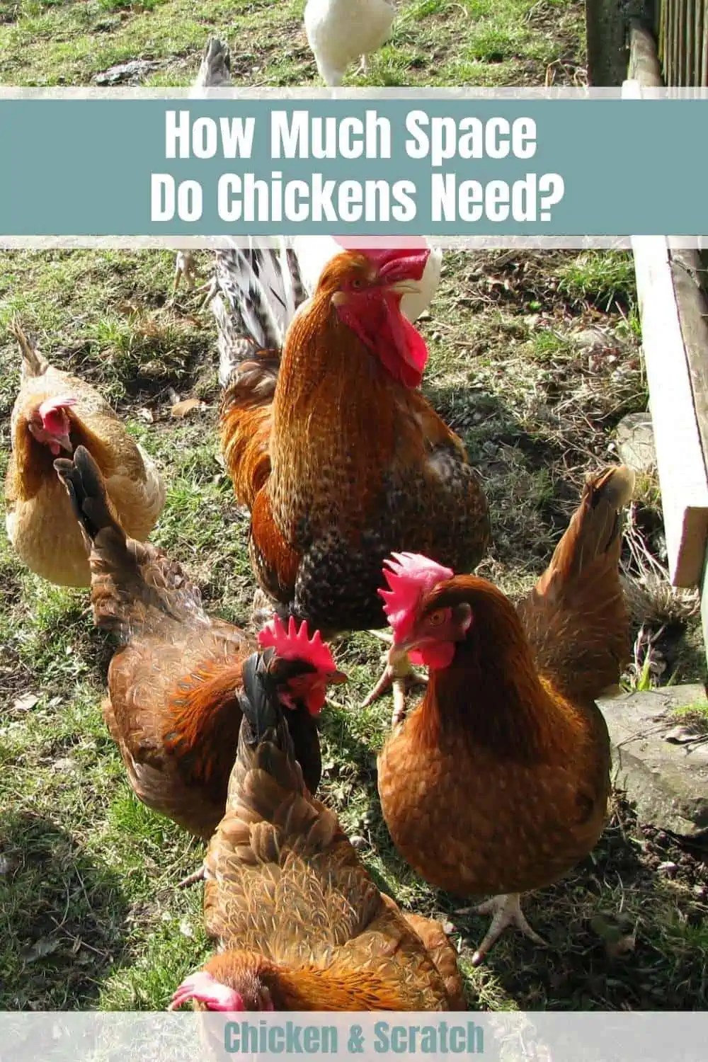 How Much Space Do Chickens Need?