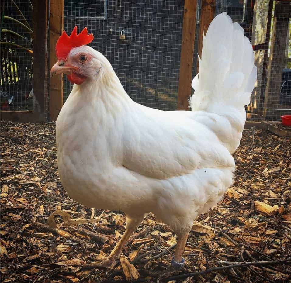 Top 8 Heat Tolerant Chicken Breeds for Hot Weather