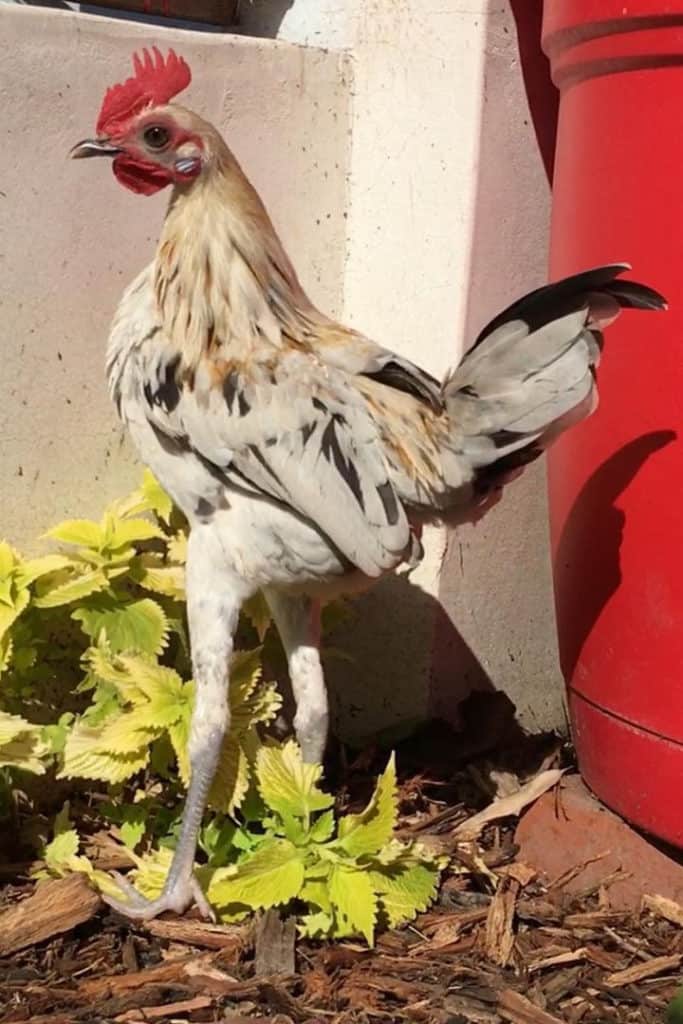 Top 10 Weird Chicken Breeds (with Pictures)