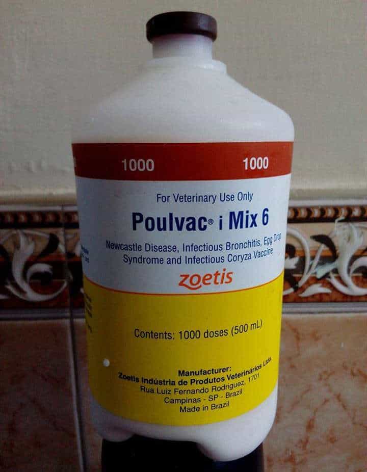 Infectious Coryza In Chickens Cause, Treatment & Prevention