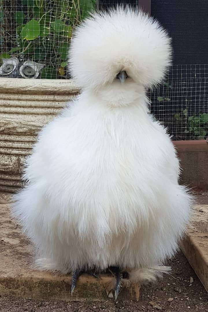 Top 10 Weird Chicken Breeds (with Pictures)