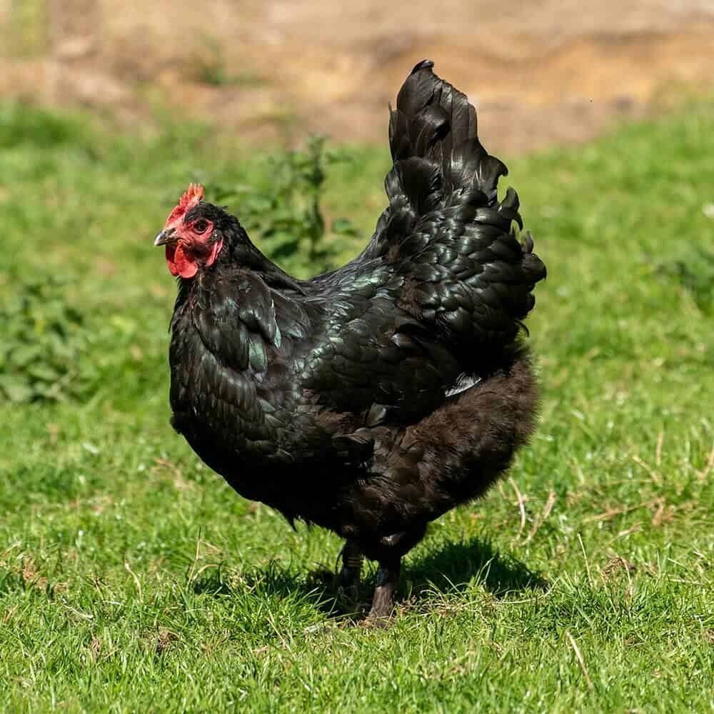 Langshan Chicken Eggs, Temperament, Size and Raising Tips