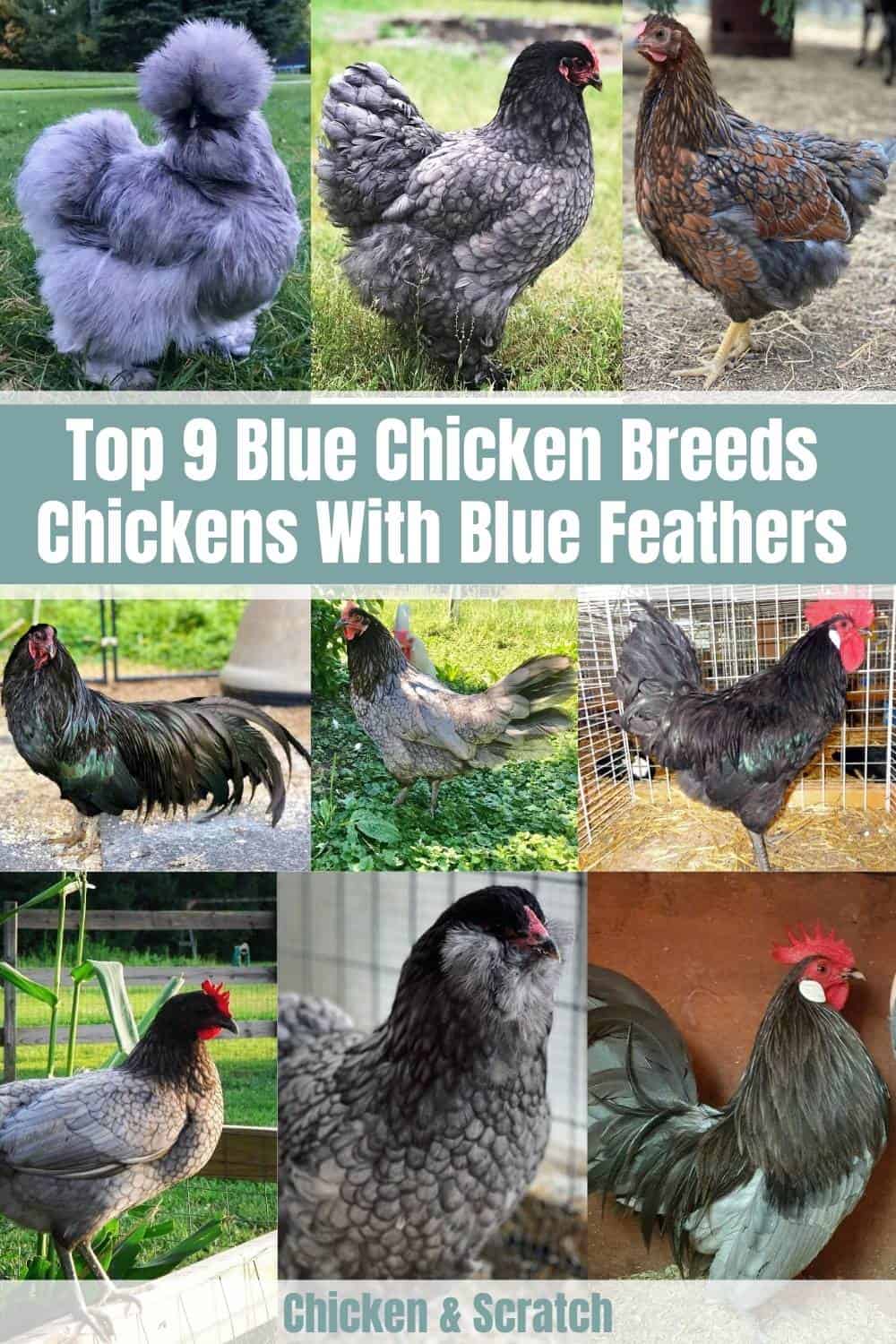 9 Blue Chicken Breeds Chickens With Blue Feathers