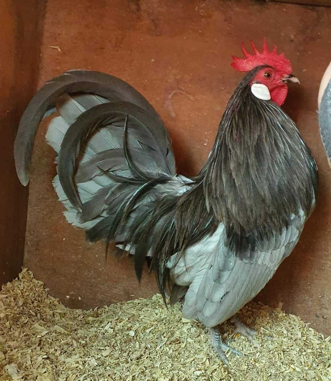 Top 10 Blue Chicken Breeds Chickens With Blue Feathers