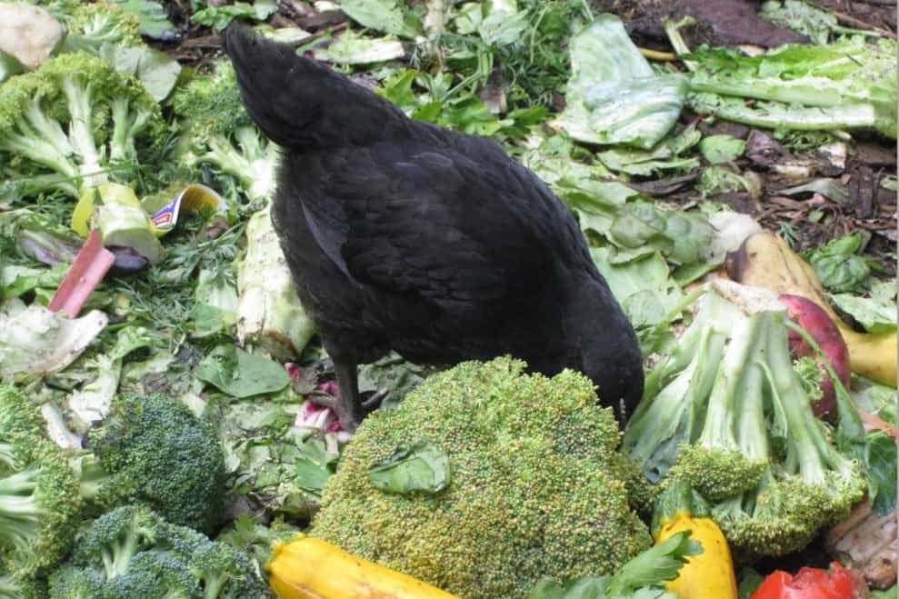 Can Chickens Eat Broccoli? (Nutrition, Advantage, Feeding Tips)