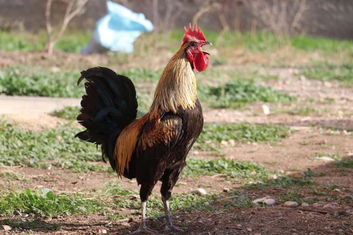 5 Most Common Chicken Sounds What Does A Chicken Say?