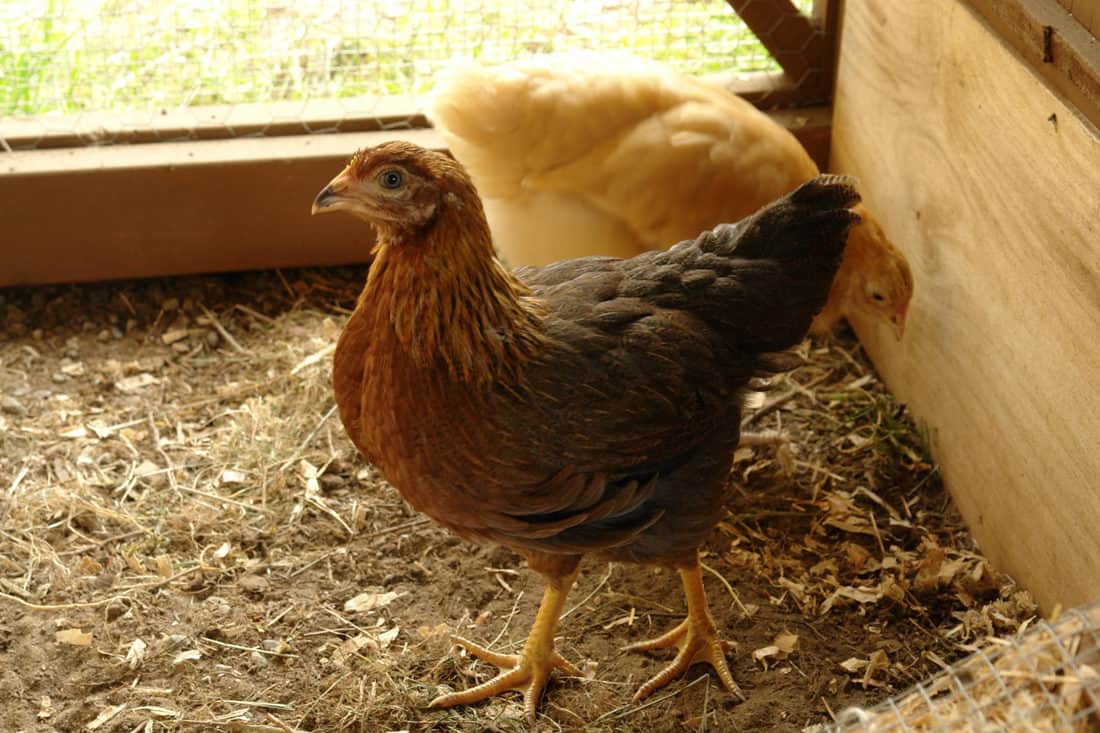 How to Clean a Chicken Coop? (When, Why and How Often)