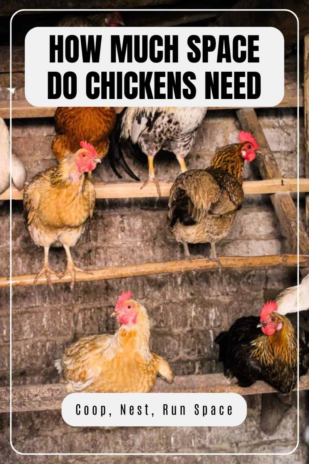 How Much Space Do Chickens Need?