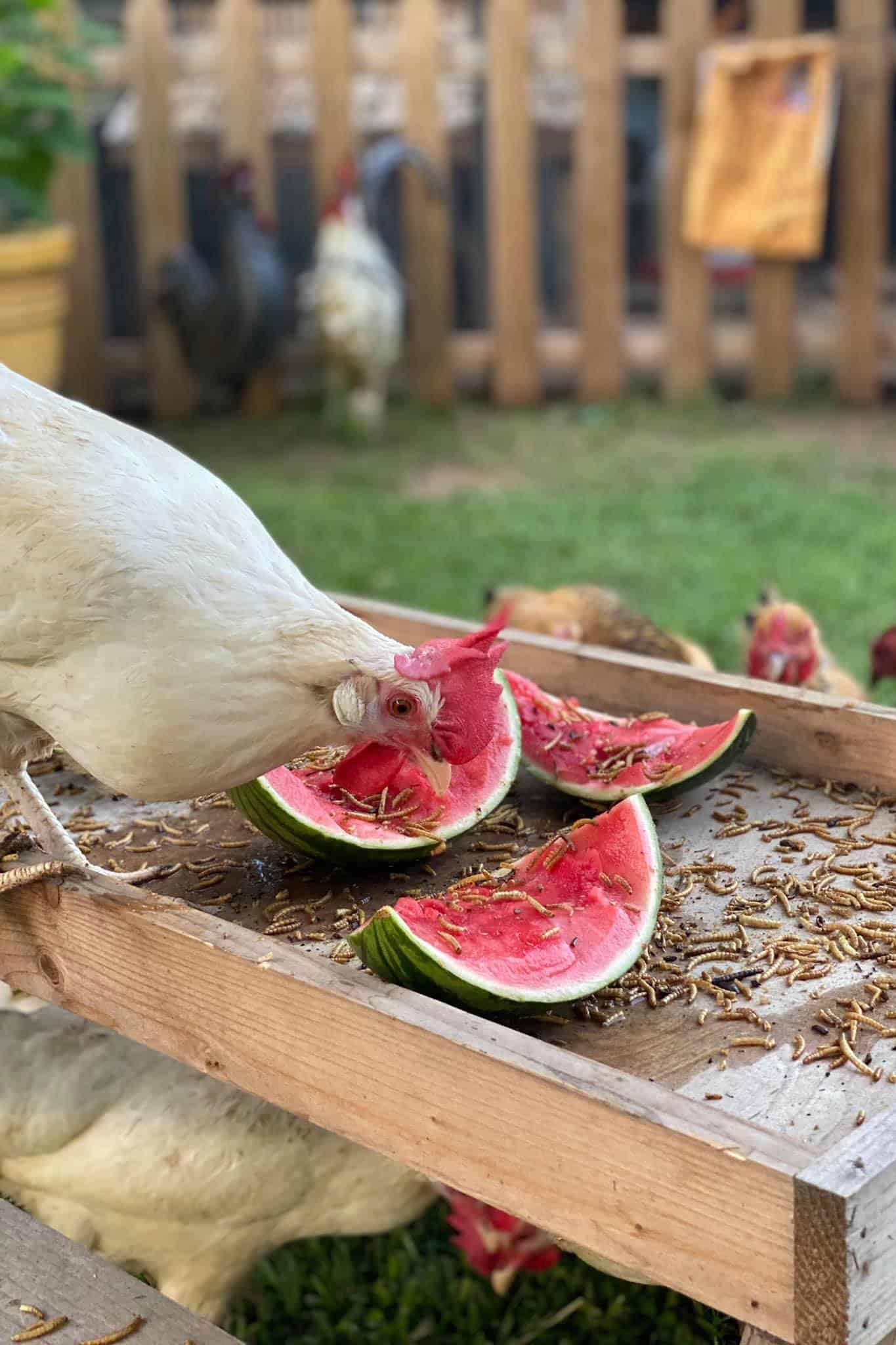 Can Chickens Eat Watermelon? (Also Rind and Seeds)