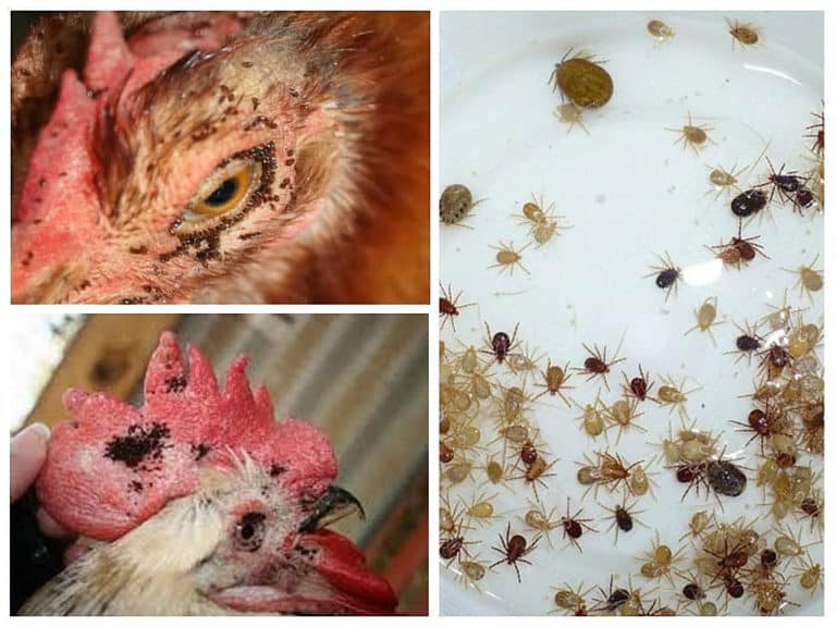 Do Chickens Eat Ticks? Tick Control
