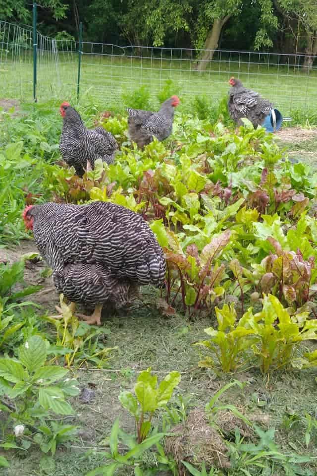 Can Chickens Eat Carrots? (Nutrition, Advantage, Feeding Tips)