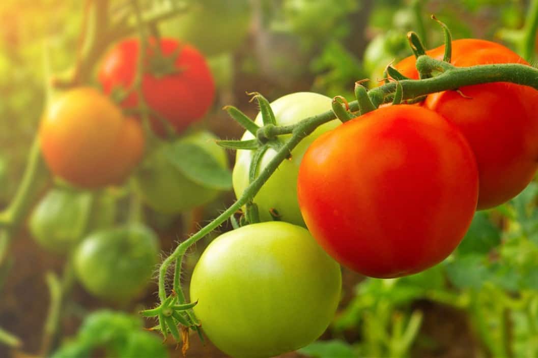 Can Chickens Eat Tomatoes? (Healthy Treat or Hidden Danger)