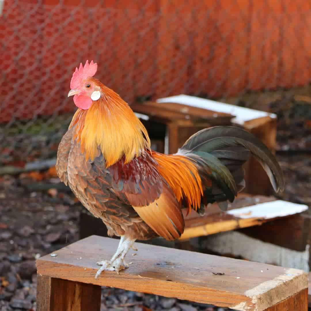 Dutch Bantam Chicken Eggs, Temperament, Size & Raising Tips