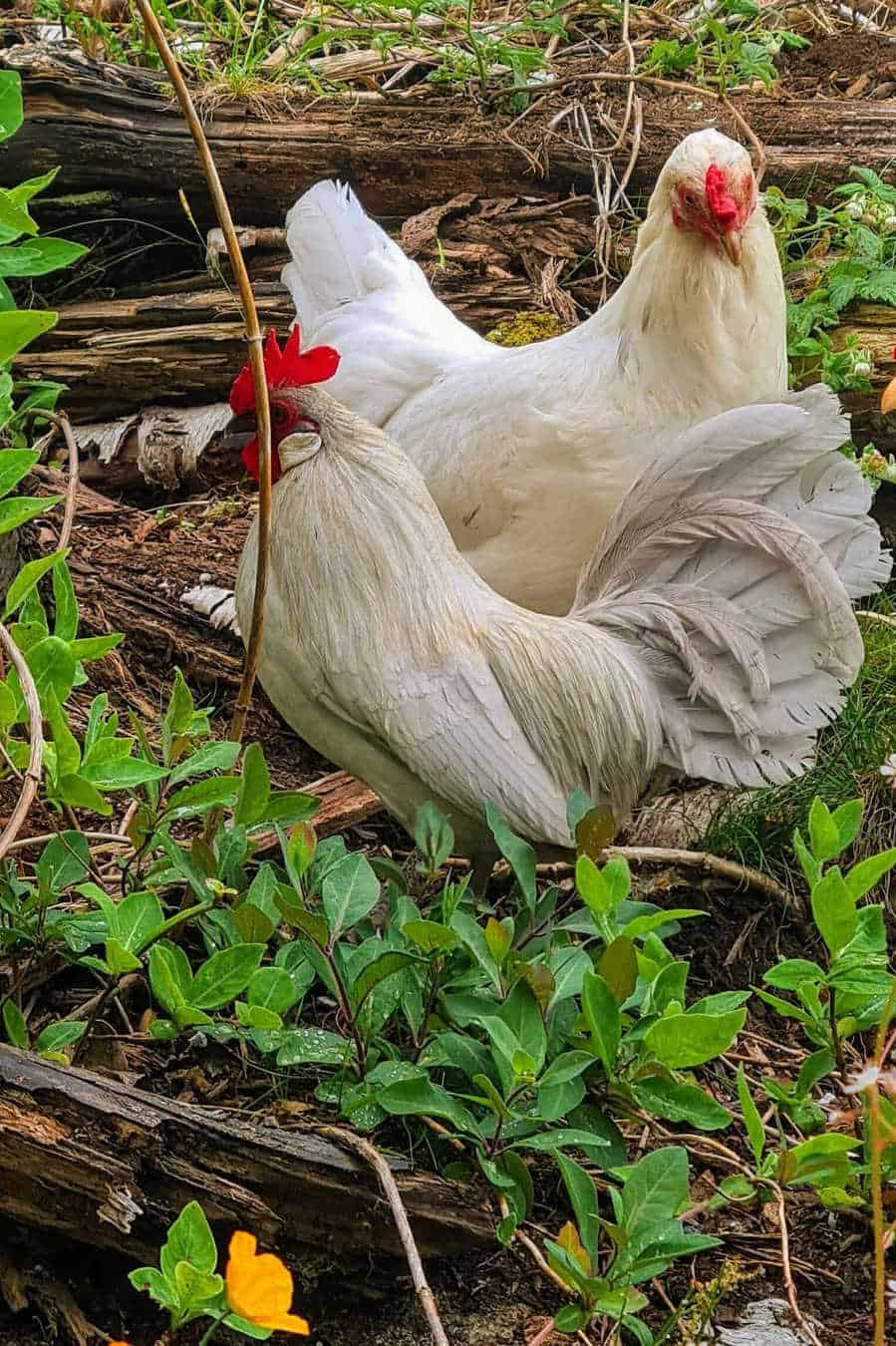 Dutch Bantam Chicken Eggs, Temperament, Size & Raising Tips