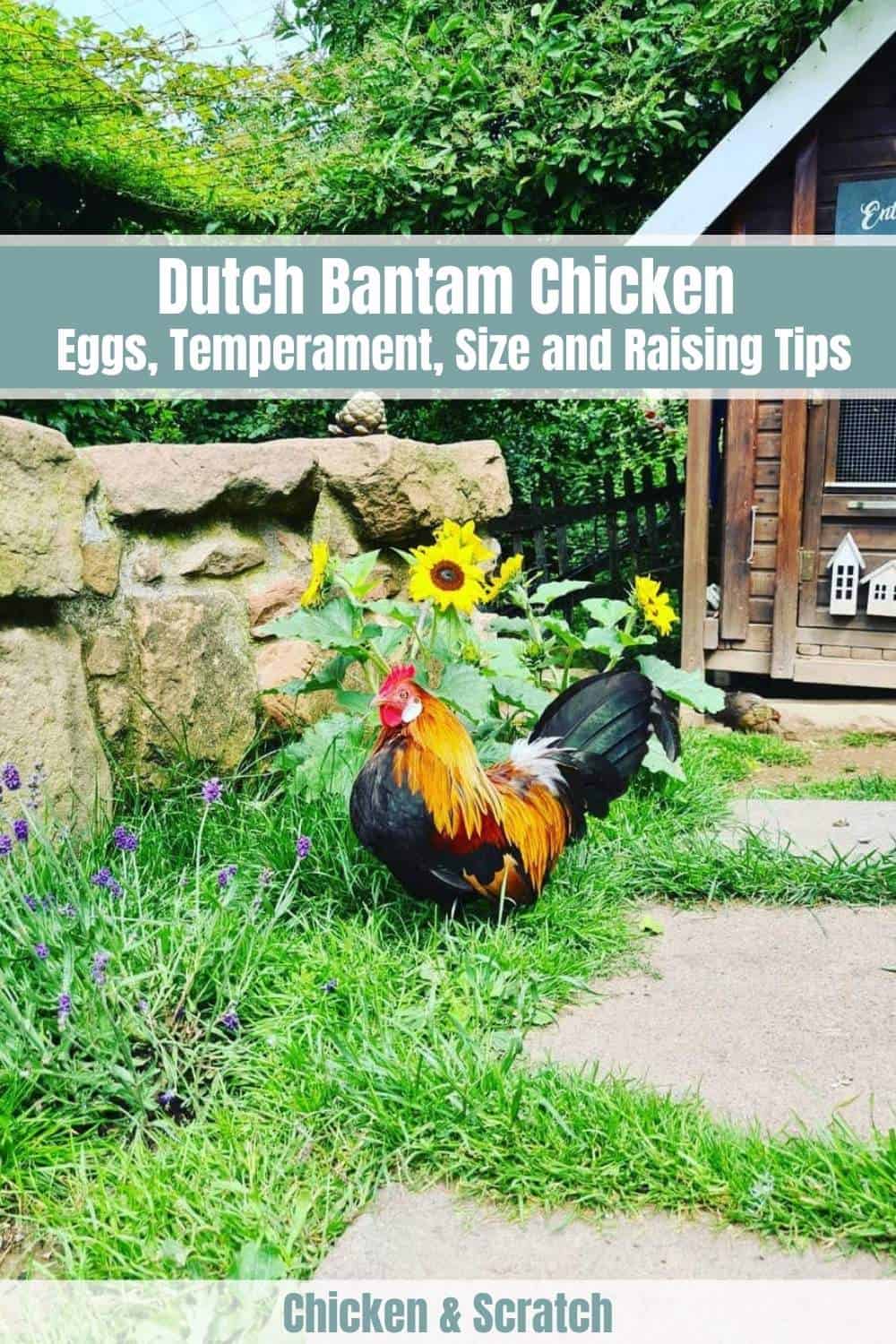 Dutch Bantam Chicken Eggs, Temperament, Size & Raising Tips
