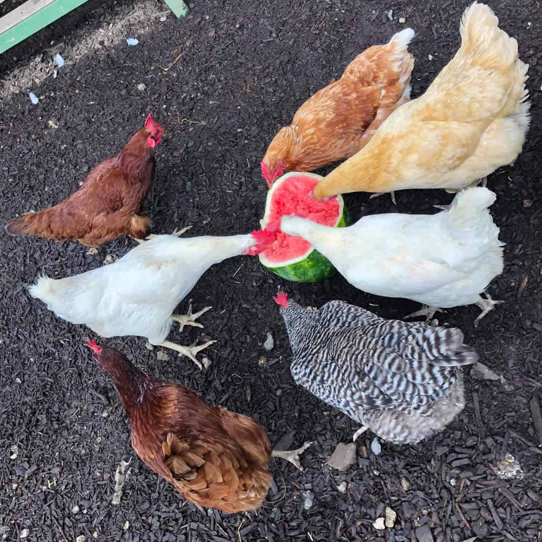 Can Chickens Eat Watermelon? (Also Rind and Seeds)