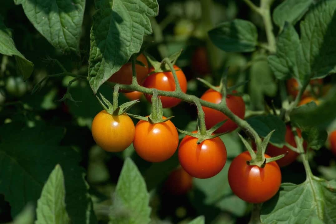 Can Chickens Eat Tomatoes? (Healthy Treat or Hidden Danger)