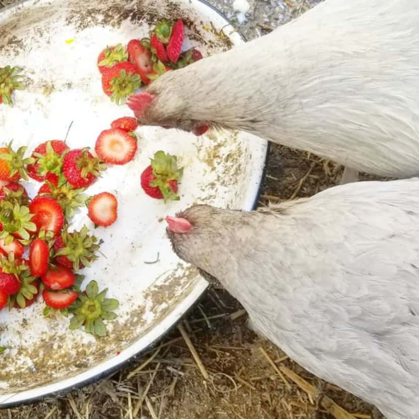 Can Chickens Eat Strawberries? (Healthy Treat or Not)