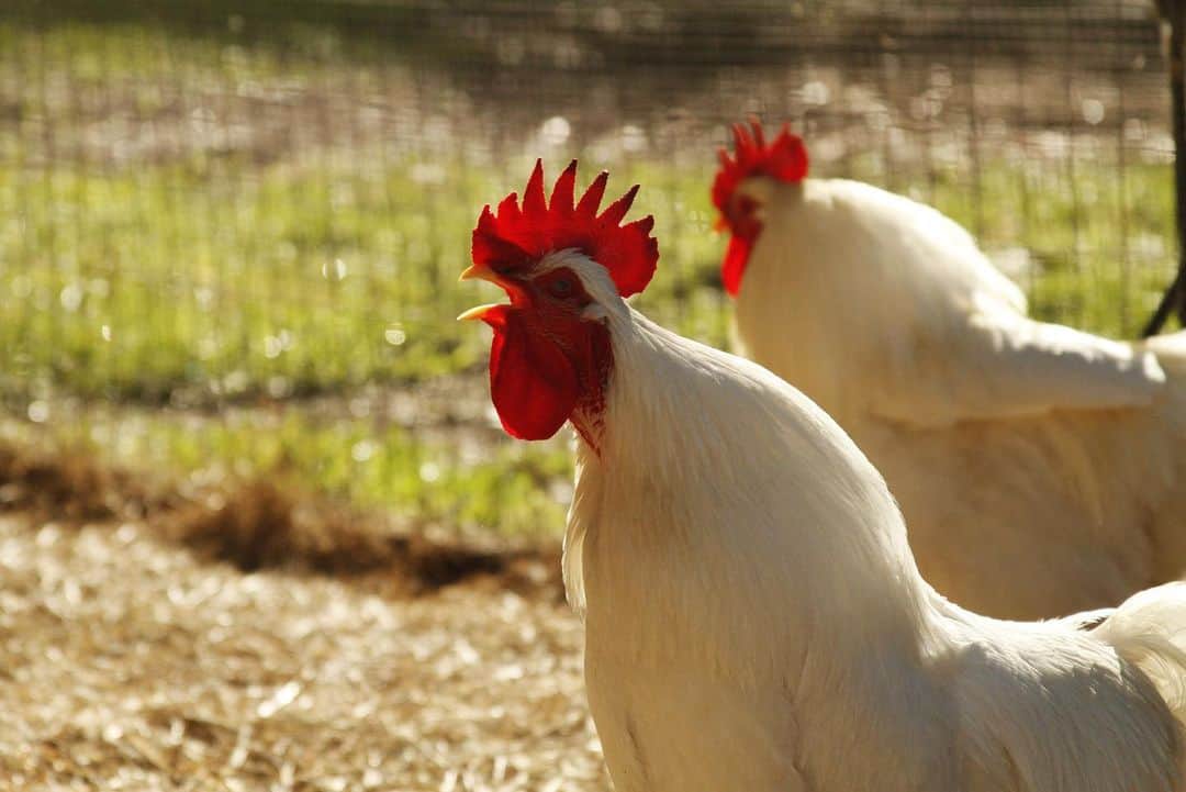 7 Ways To Stop A Rooster From Crowing