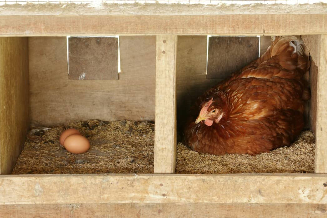 How Many Chickens Per Nesting Boxes?