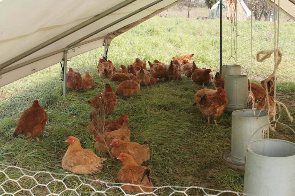 How Much Space Do Chickens Need?