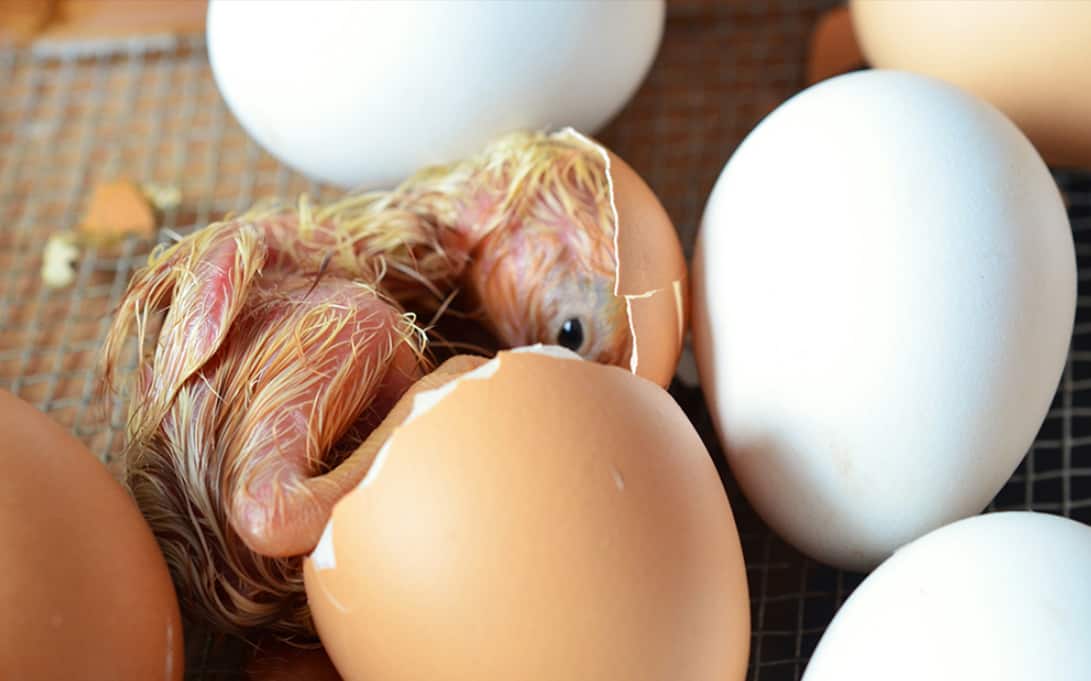 How to Tell if an Egg is Fertile or Not