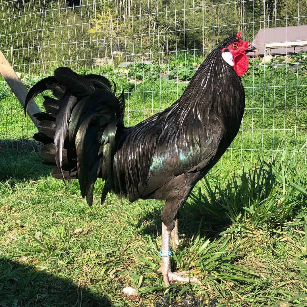 La Fleche Chicken Eggs, Temperament, Size and Raising Tips