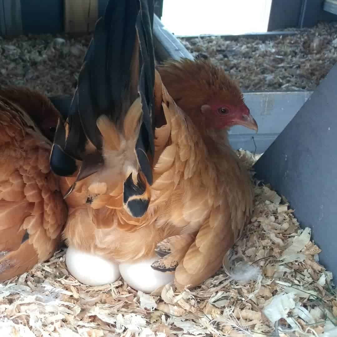 Nankin Chicken Appearance, Temperament, Eggs & Raising Tips