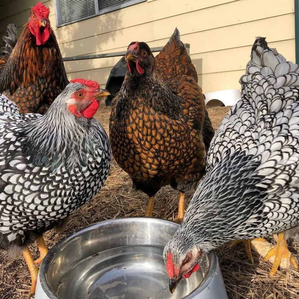 Top 9 Quietest Chicken Breeds