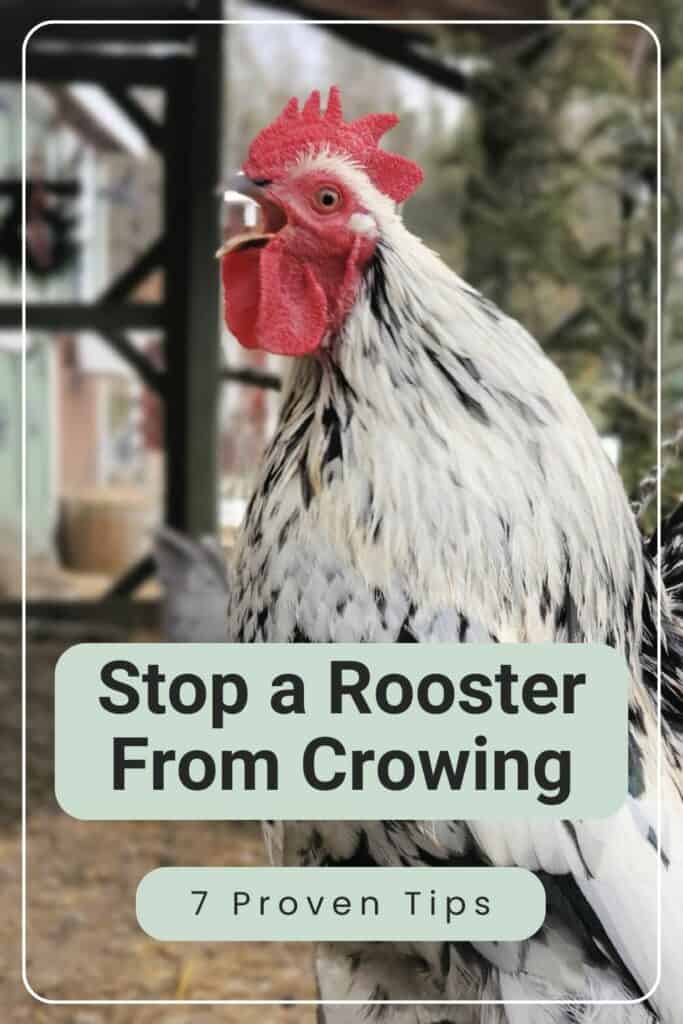 7 Ways To Stop A Rooster From Crowing