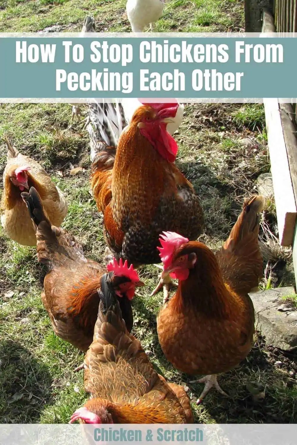 13 Ways To Stop Chickens From Pecking Each Other
