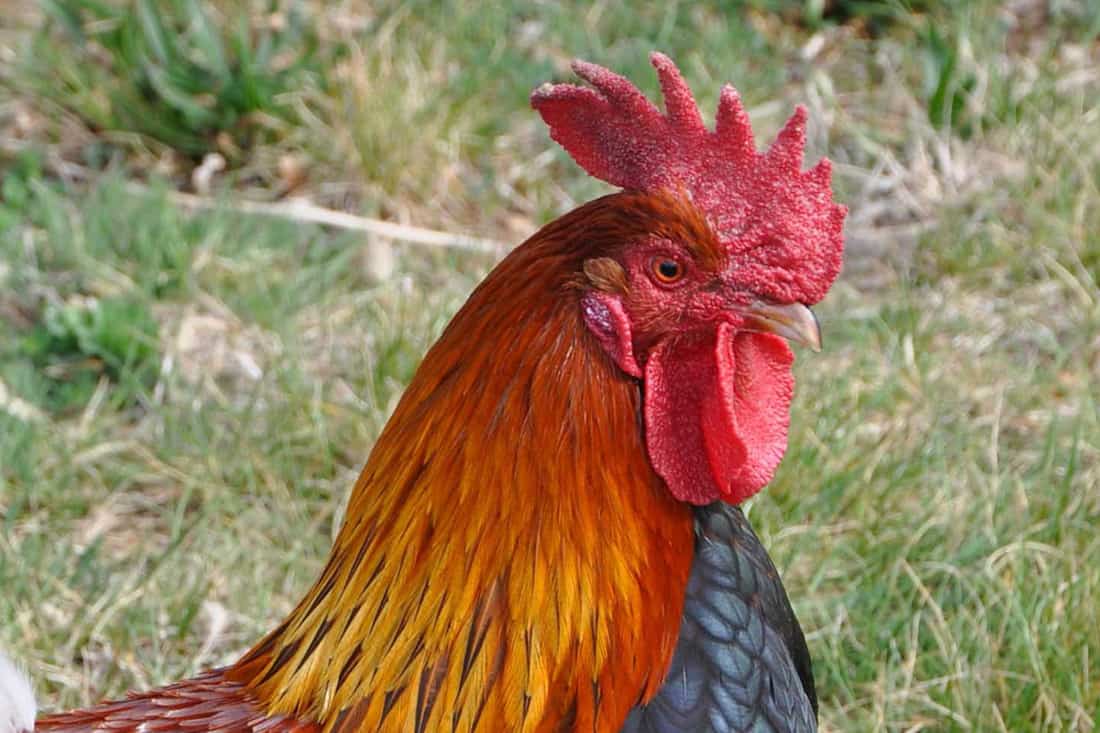 7 Ways To Stop A Rooster From Crowing